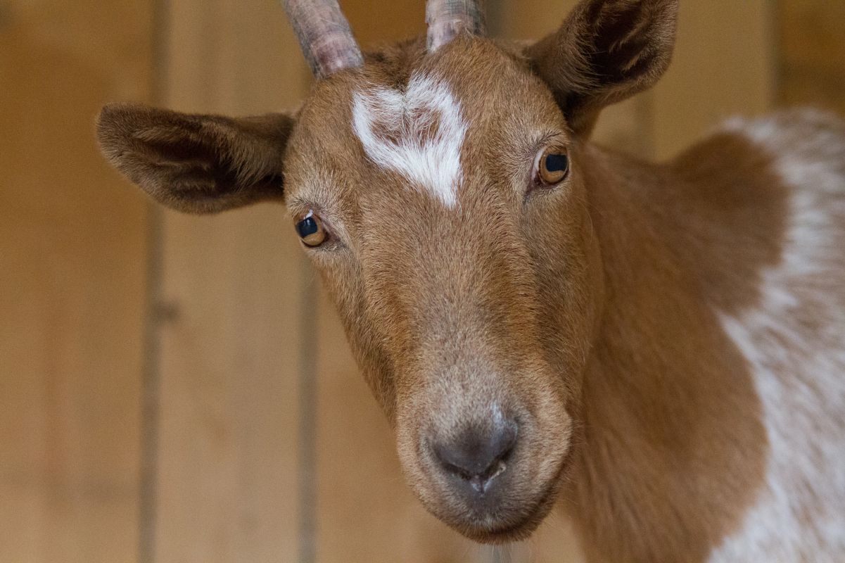 Ziege auf dem Erdlingshof